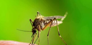 Mosquito feeding on human skin
