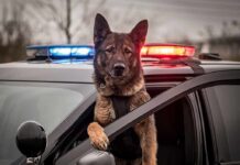 Police dog leaning out of patrol car window