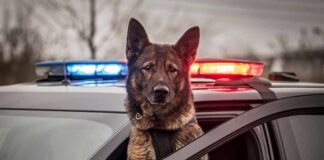 Police K-9 Burned In Fiery Showdown Police dog leaning out of patrol car window