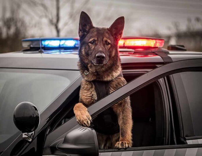 Police dog leaning out of patrol car window