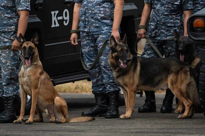 Police K-9 dogs with handlers in camouflage uniforms