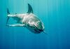 Near-Shore Attack – Then the Kill Order Great white shark swimming in blue ocean