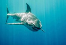 Near-Shore Attack – Then the Kill Order Great white shark swimming in blue ocean