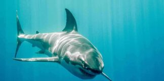 Great white shark swimming in blue ocean