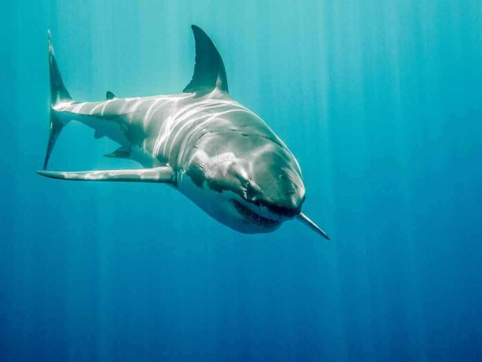 shutterstock_388091698 Great white shark swimming in blue ocean