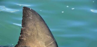 Shark dorsal fin above calm blue water