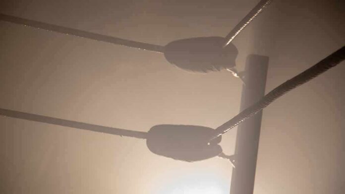 Boxing ring corner ropes in hazy light
