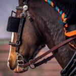 horse in harness with orange and blue braided mane