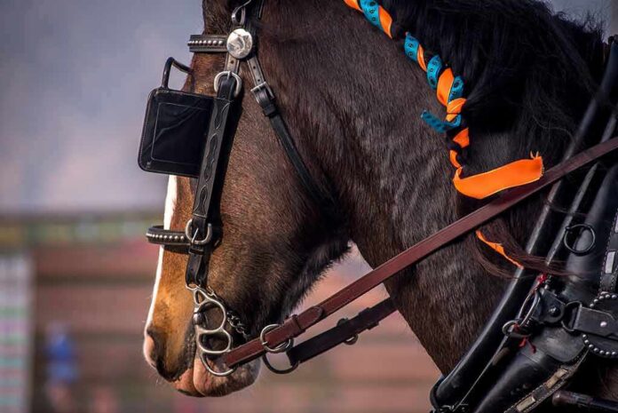 horse in harness with orange and blue braided mane